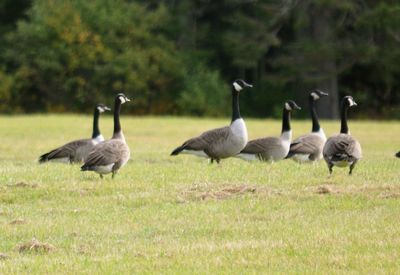 Ducks on field