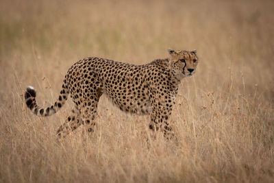 Cheetah on grassy field 