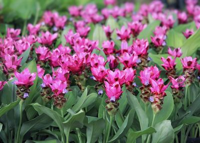 Close-up of pink flowering plants