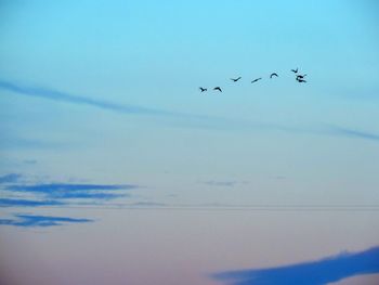 Bird flying over blue sky