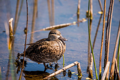 Bird perching on wooden post in lake