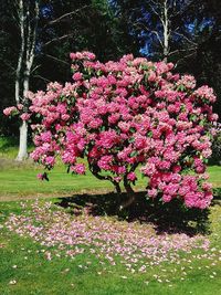 Pink flowering plants in garden