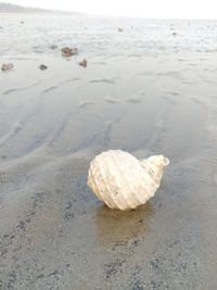 Surface level of shells on shore