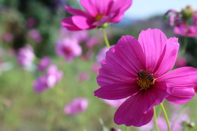 Close-up of pink flowers