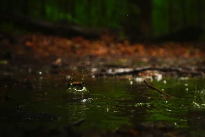 Reflection of trees in water