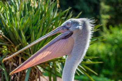 Close-up of a bird