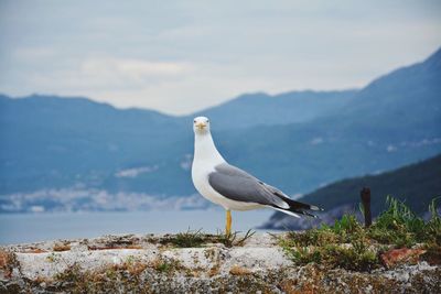 Seagull perching on rock by mountains against sky