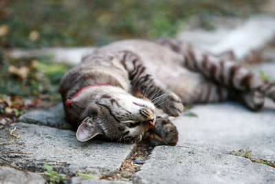 Close-up of cat lying on footpath