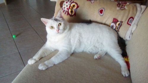 High angle portrait of cat relaxing on tiled floor at home