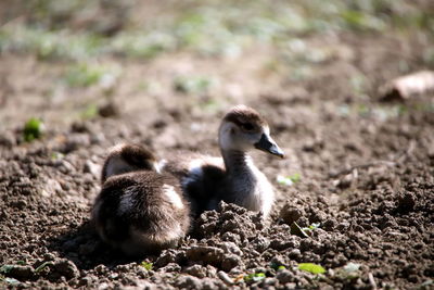 Close-up of ducklings on field