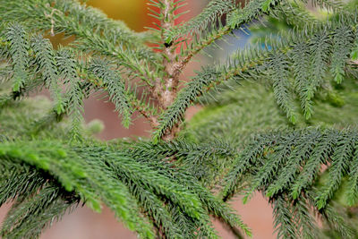 Beautiful natural background of christmas tree branches in park, selective focus with blur 