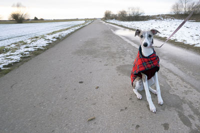 Dog walking on road