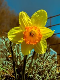 Close-up of yellow flower blooming outdoors