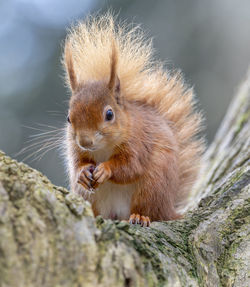 Close-up of red squirrel on rock