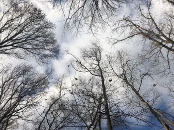 Low angle view of bare trees against sky