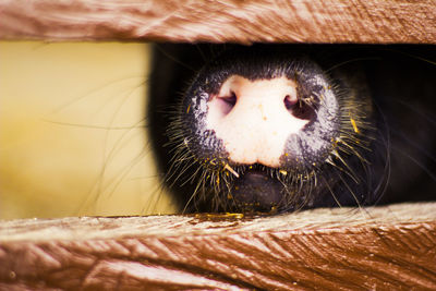 Close-up of a cat