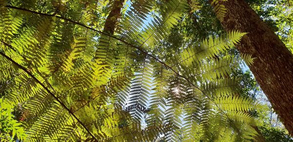 Low angle view of bamboo trees in forest