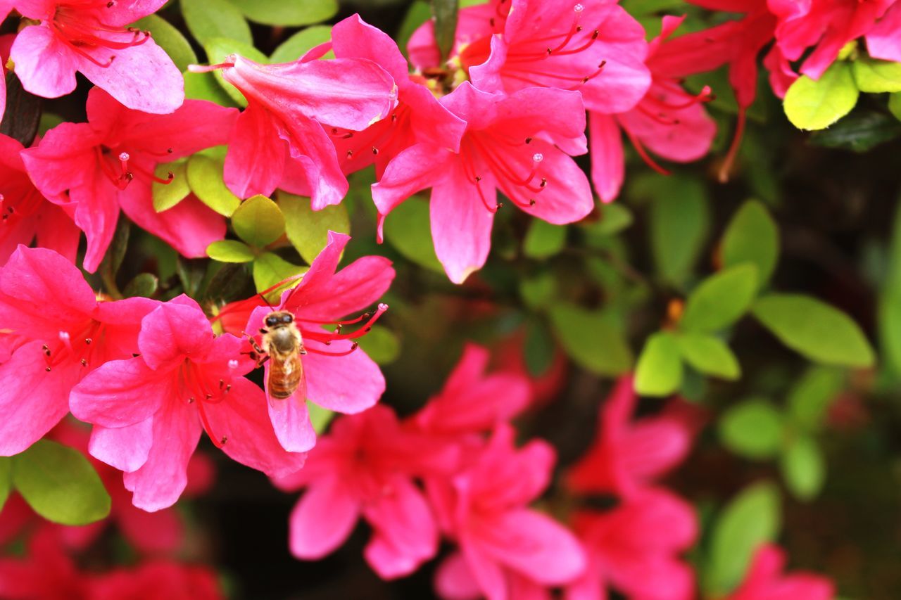 CLOSE-UP OF PINK FLOWERS BLOOMING