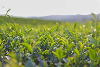 Surface level of crops growing on field