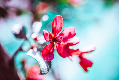 Close-up of red flowering plant