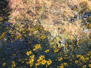 Autumn in the park 