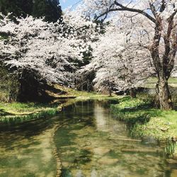 Trees growing in park