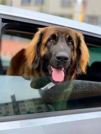 Close-up of a dog