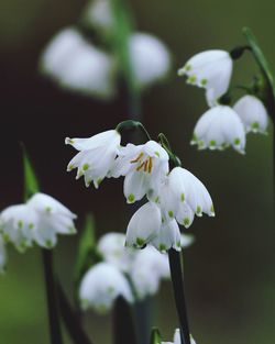 Close-up of white flowering plant