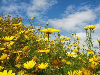 Close-up of yellow flowers blooming in field