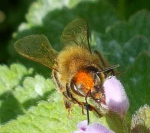 Close-up of insect on flower