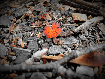 Close-up of autumn leaves