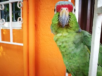 Close-up of parrot perching on wood