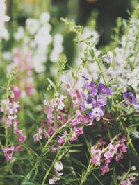 Close-up of pink flowers