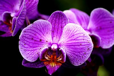 Close-up of purple flowering plant