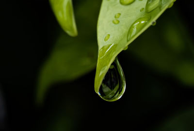 Close-up of raindrops on leaf