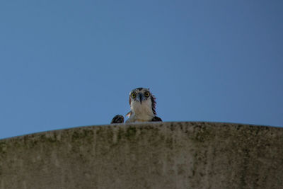 Low angle view of osprey against clear blue sky