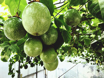 Low angle view of fruits hanging on tree