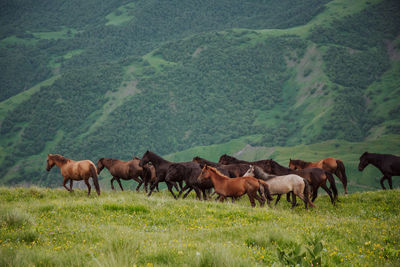 Horses in the mountains