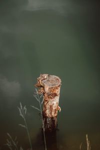 Close-up of lizard on rock in lake