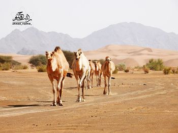 Horses in a desert