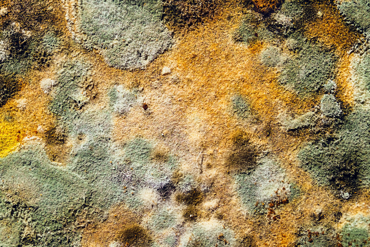 FULL FRAME SHOT OF WEATHERED WALL WITH YELLOW PETALS ON ROCK