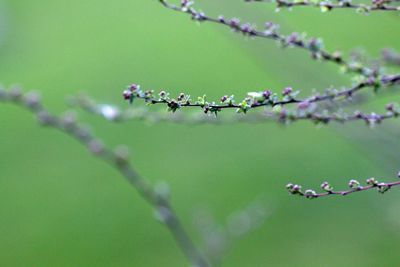 Close-up of barbed wire on plant