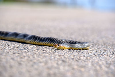 Watch your step, eastern brown snake on the road. garder snake on the ground.