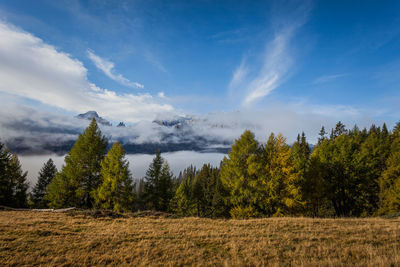 Larches and firs and in the background dolomites peaks among fog and clouds, south tyrol, italy