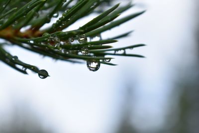 Close-up of wet plant