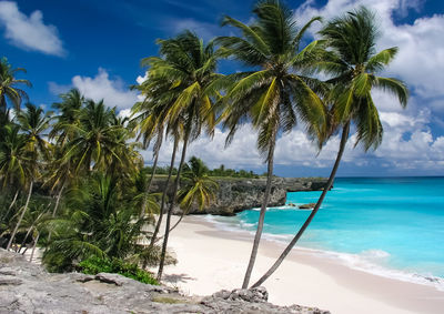 Palm trees on beach against sky