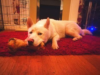 Close-up portrait of dog relaxing at home