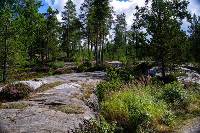 Scenic view of forest against sky