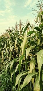 Close-up of crops growing on field against sky