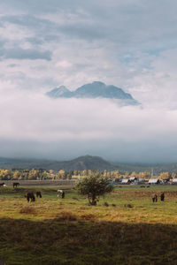 Scenic view of field against sky